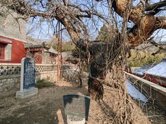 -泰山风景名胜区-普照寺