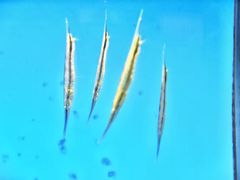 -北戴河圣蓝海洋公园