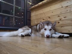 -Husky Go! 哈士奇体验馆·宠物咖啡厅狗咖