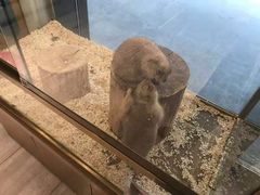 -悠尼宠物·独立低压伊珊娜洗护·美容·寄养(兰谷路店)