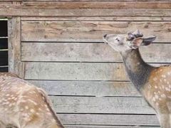 -安德鲁户外烧烤帐篷营地(马泉营店)