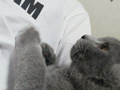 -喵百万·布偶·蓝金金渐层英短·猫舍(百子湾店)