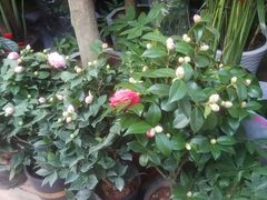 -秦美花卉(天朗·莱茵小城2期店)