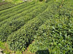 景点茶园-龙井村