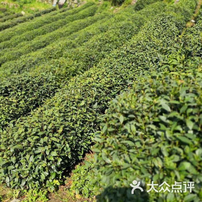 龙井村景点茶园图片-北京名胜古迹-大众点评网