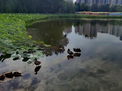 -莲花池公园