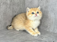 -小猫来了·猫舍(红山六九七九店)