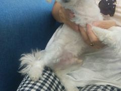 -瑞鹏宠物医院·爱宠堂·骨外专科(西荷分院)