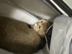 -汪喵宠物医院·骨科心脏影像·犬猫急重症ICU诊疗中心(成华分院)