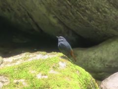 -牛背梁国家森林公园