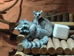 -Zoolung Zoolung动物主题公园(海信广场店)