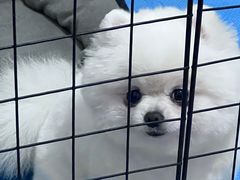 -福懋动物医院·犬猫全科·外科·重症科(杏林分院)