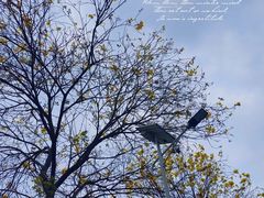 -火炉山森林公园