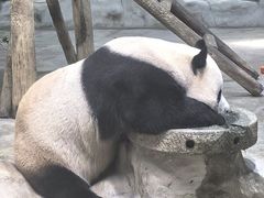 -栾川竹海野生动物园