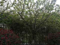 -莲湖公园