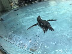 -帝企鹅自助餐厅•儿童岛•真企鹅(长隆企鹅酒店)