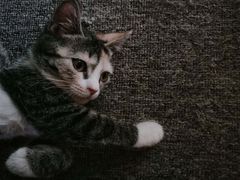 -喵店&猫咖