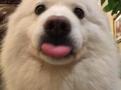 -一只酸奶牛(奎星楼店)