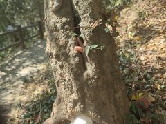 -上海佘山国家森林公园天马山园