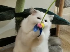 -滚猫咖啡·猫咖·猫友好撸猫(未来城店)