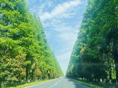-黄海国家森林公园