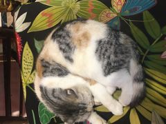 -猫色咖啡·猫咖