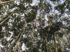 -仁和公园(顺义区)