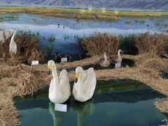 -延庆地质公园博物馆