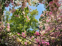 -深圳国际园林花卉博览园