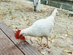 -春风习习