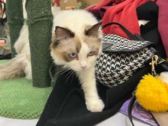 -COLOR PETS 撸猫馆·购猫·猫咖(长风大悦城店)