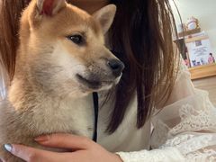 -柴犬小屋·柴餐厅·狗咖食堂(金鼎广场店)