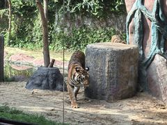 -清迈夜间动物园