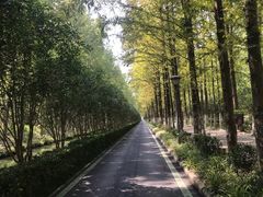 -合肥滨湖国家森林公园