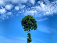 -武陵山森林公园