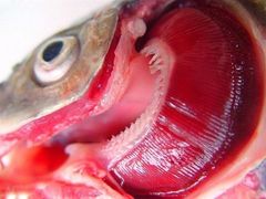 -鱼酷活鱼烤鱼(人信汇商场店)