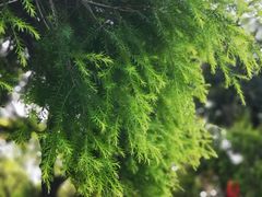 -南国桃园旅游度假区