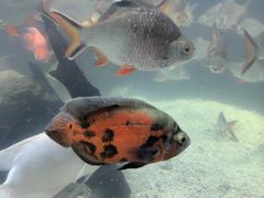 -太平洋海底世界