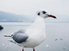 -海埂大坝