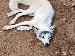 -西霞口神雕山野生动物世界