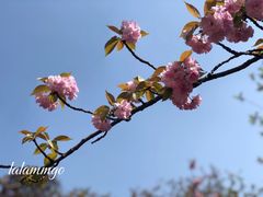 -鸡鸣寺
