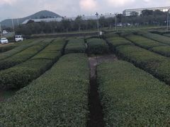 -雪绿茶博物馆