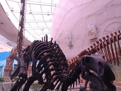 -陕西自然博物馆