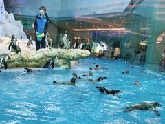 -帝企鹅自助餐厅•儿童岛•真企鹅(长隆企鹅酒店)