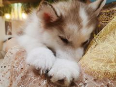 -Husky Go! 哈士奇体验馆·宠物咖啡厅狗咖