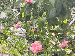-东山雕花楼