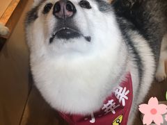 -Husky Go! 哈士奇体验馆·宠物咖啡厅狗咖