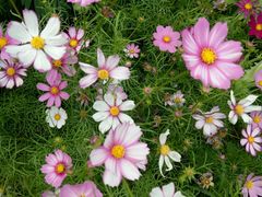 -松山湖梦幻百花洲