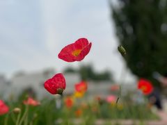 -国家植物园