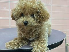 -FAELING PETS美天灵宠物(合生汇店)
